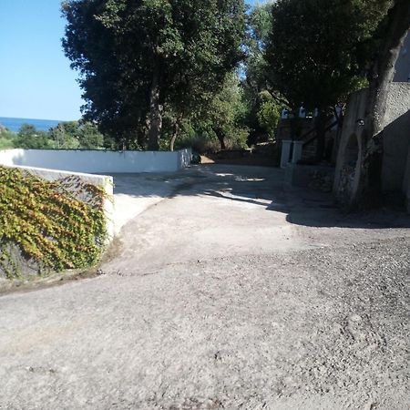 Cap Corse Une Villa Dans Un Nid De Verdure San-Martino-di-Lota Eksteriør bilde